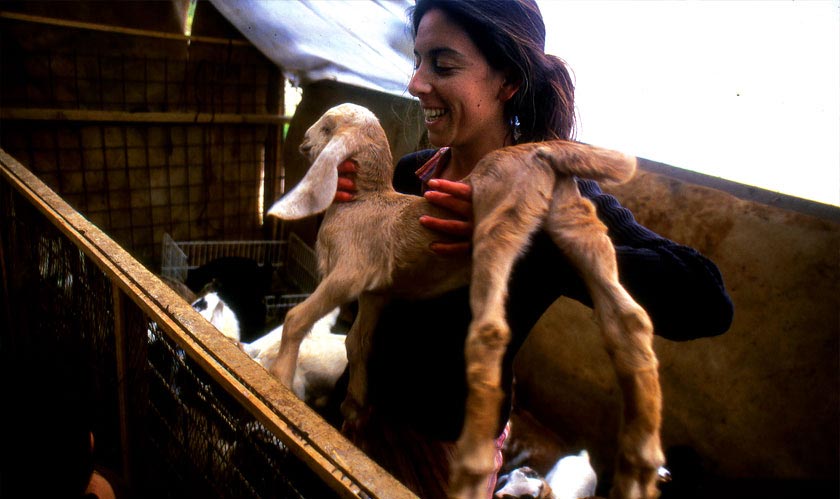 Les Chèvres dans le Vent | Galilée, Israël | Restaurant | Fromages de Chèvre Bio | Ferme Bio. Photo par Tal Gluck.