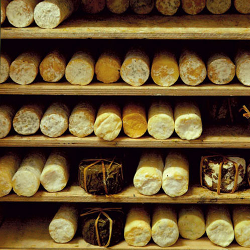 Les Chèvres dans le Vent | Galilée, Israël | Fromages de Chèvre Bio | Fromagerie Bio. Photo par Tal Gluck.